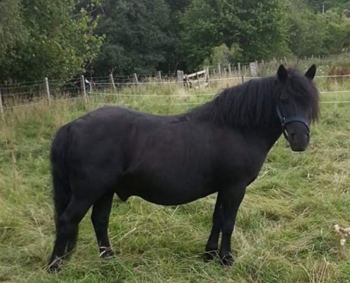 Trekking Pony for riding